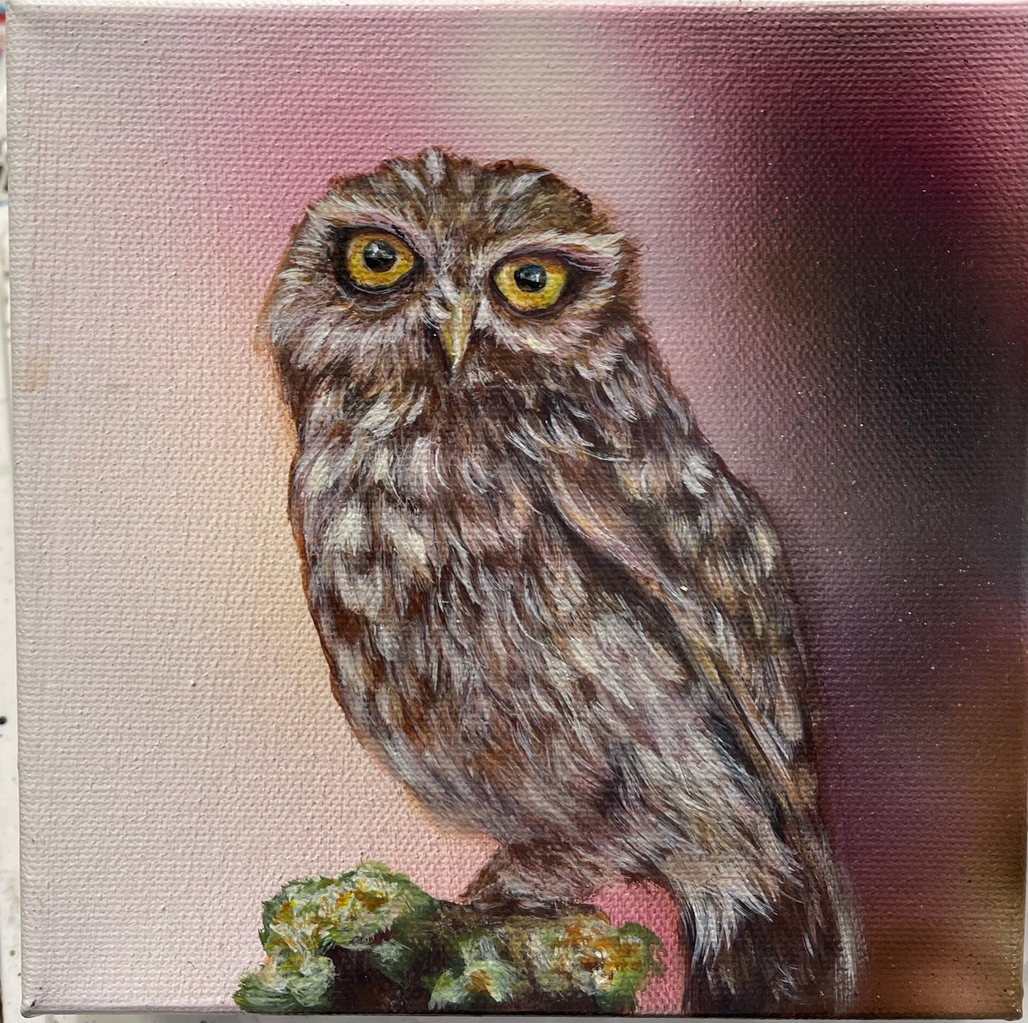 Barred Owl no 1