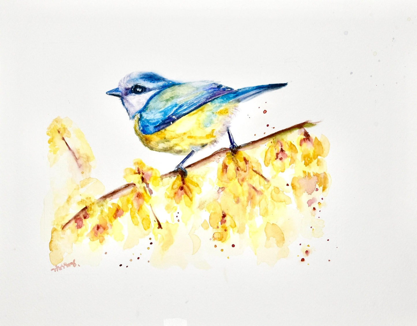 Blue Tit Water Color Art Prints - NO FADE GUARANTEE - Yuiart